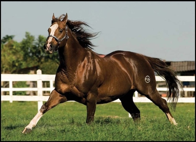 cavalo-00.jpg